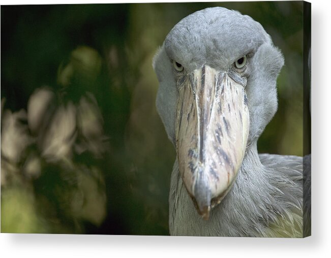 00620474 Acrylic Print featuring the photograph Shoebill Balaeniceps Rex by Cyril Ruoso