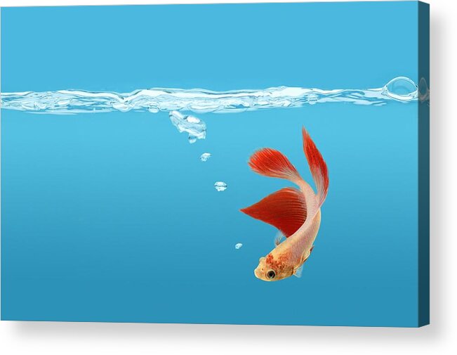 Alone Acrylic Print featuring the photograph Siamese Fighting Fish Betta Splendens by Don Hammond