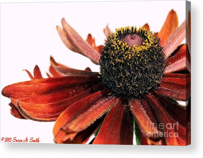 Flower Acrylic Print featuring the photograph Side Eyed by Susan Smith