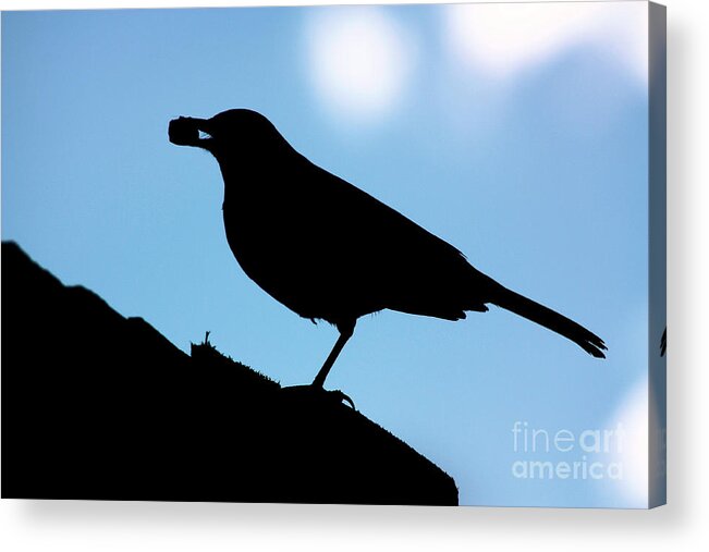 Against Acrylic Print featuring the photograph Silhouette of blackbird by Simon Bratt