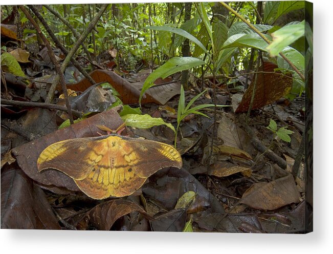 00298278 Acrylic Print featuring the photograph Silk Moth Amid Leaf Litter Costa Rica by Piotr Naskrecki