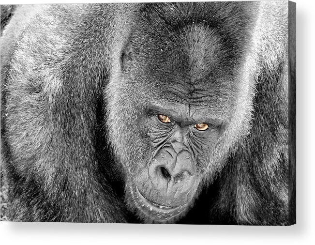Ape Acrylic Print featuring the photograph Silverback Staredown by Jason Politte