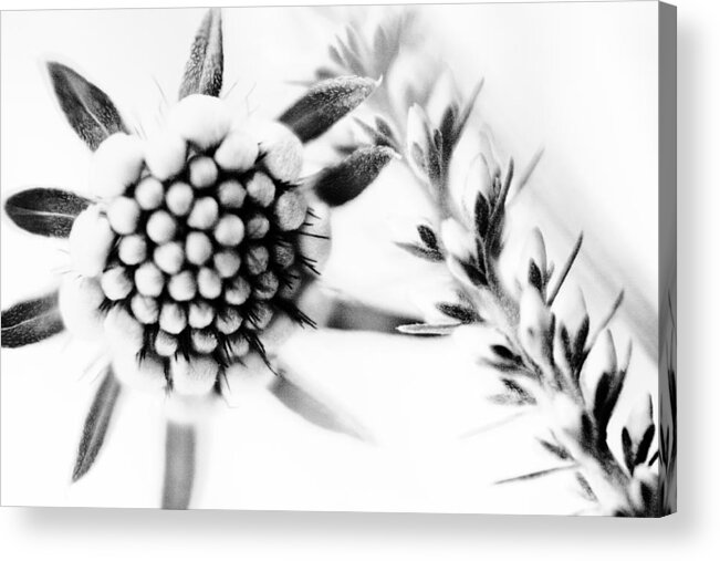Flower Bud Acrylic Print featuring the photograph Simple Pleasures by Bonnie Bruno