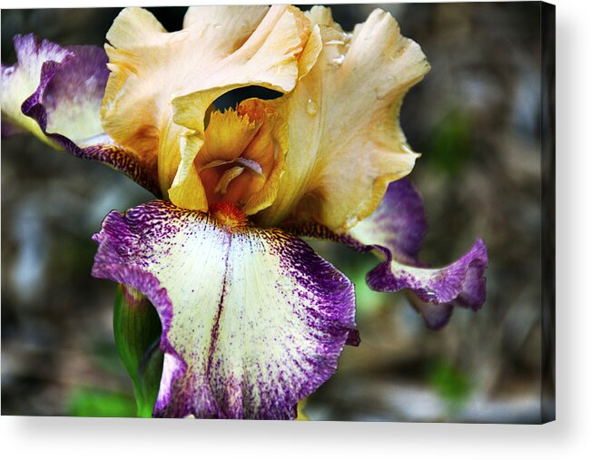 Iris Acrylic Print featuring the photograph Singing In The Rain 1 by Angelina Tamez