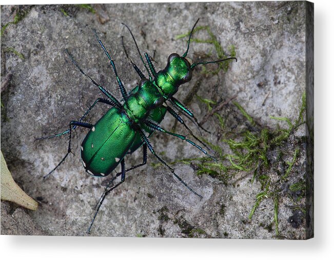 Cicindela Sexguttata Acrylic Print featuring the photograph Six-Spotted Tiger Beetles Copulating by Daniel Reed