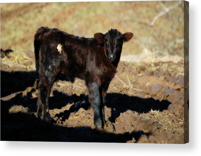 Calf Acrylic Print featuring the photograph Sizing Me Up by Cheryl Helms
