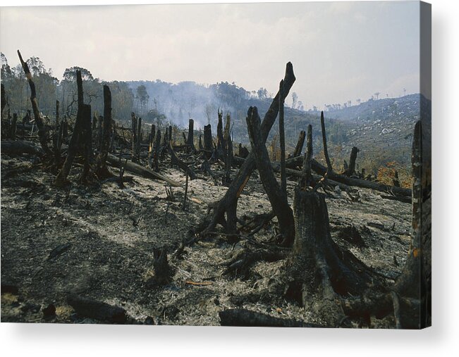 Mp Acrylic Print featuring the photograph Slash And Burn Agriculture, Where by Konrad Wothe