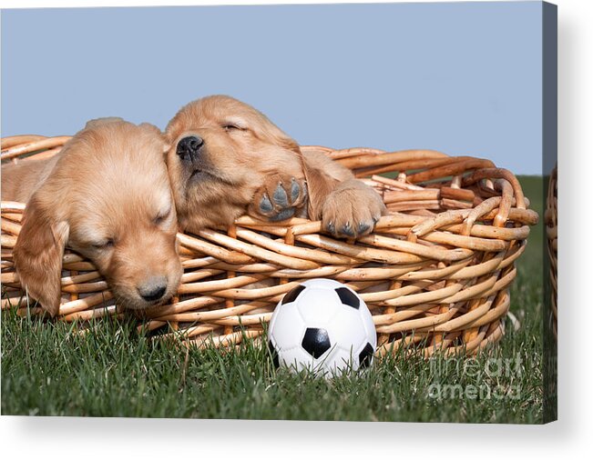 Dogs Acrylic Print featuring the photograph Sleeping Puppies in Basket and Toy Ball by Cindy Singleton