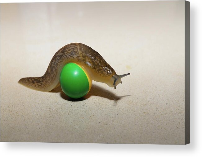 Ball Acrylic Print featuring the photograph Slug on the ball by Michael Goyberg