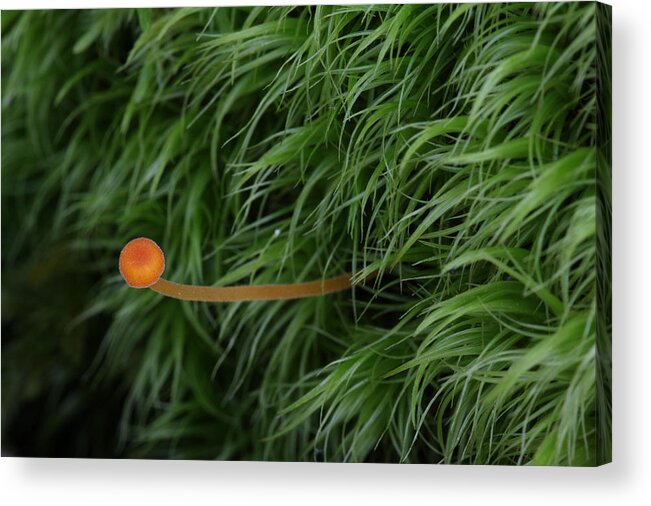 Nature Acrylic Print featuring the photograph Small Orange Mushroom In Moss by Daniel Reed