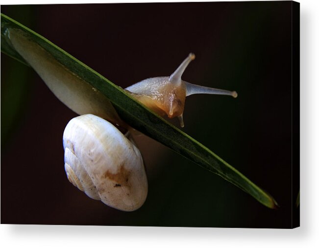Animal Acrylic Print featuring the photograph Snail by Stelios Kleanthous