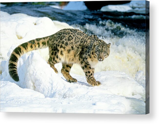 Snow Acrylic Print featuring the photograph Snow Leopard by Stream by D Robert Franz
