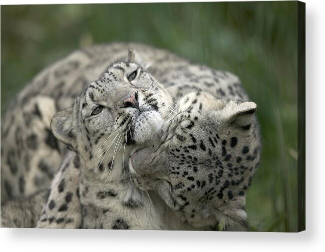 Mp Acrylic Print featuring the photograph Snow Leopards Playing by Cyril Ruoso