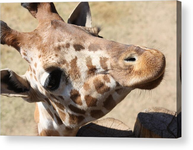 Giraffe Acrylic Print featuring the photograph So Cute by Kim Galluzzo Wozniak
