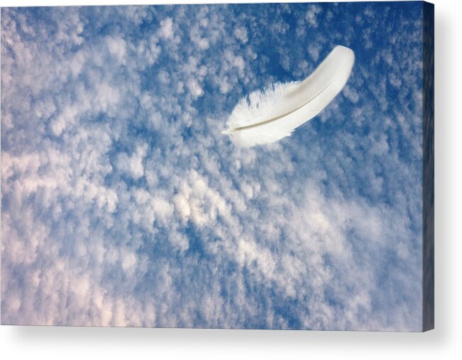 Feather Acrylic Print featuring the photograph Soar by Richard Piper