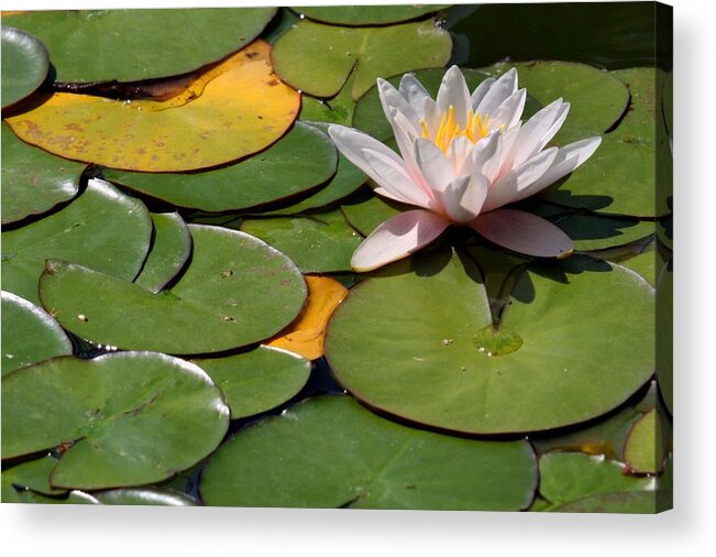 Flower Acrylic Print featuring the photograph Solitary by Steve Parr