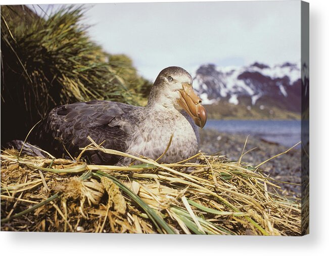 Macronectes Giganteus Acrylic Print featuring the photograph Southern Giant Petrel by Peter Scoones