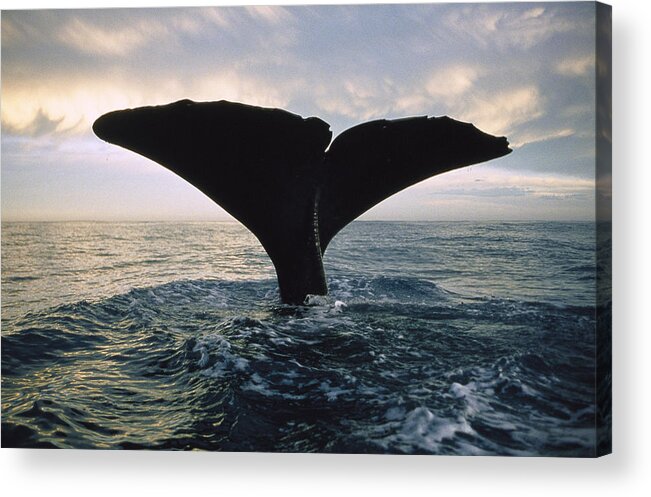 00113843 Acrylic Print featuring the photograph Sperm Whale Tail At Sunset New Zealand by Flip Nicklin