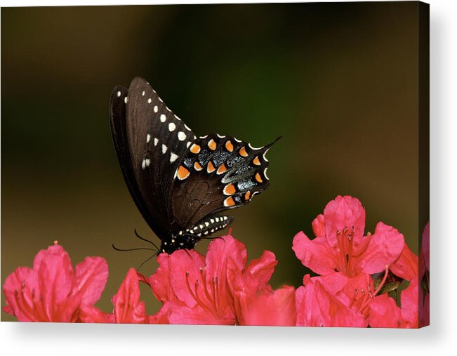 Butterfly Acrylic Print featuring the photograph Spice Bush Swallowtail and Azaleas by Lara Ellis