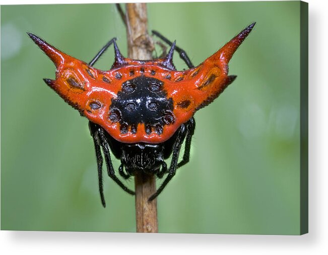 00298206 Acrylic Print featuring the photograph Spiked Spider Solomon Islands by Piotr Naskrecki