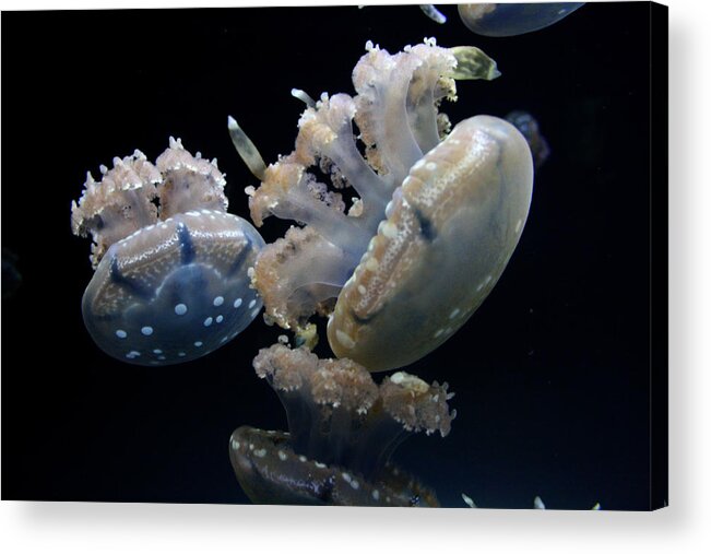 Waikiki Aquarium Acrylic Print featuring the photograph Spotted Jelly Fluther by Jennifer Bright Burr