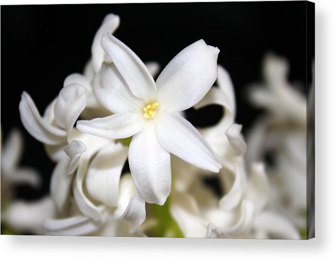 White Acrylic Print featuring the photograph Spring Beauty by Milena Ilieva