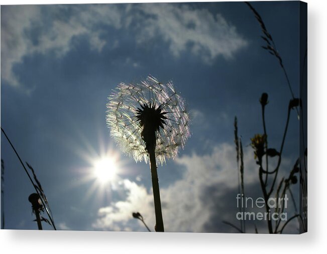 Spring Scene Acrylic Print featuring the photograph Spring Lion 1 by Bruno Santoro