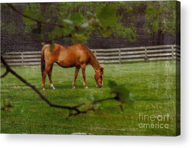 Horse Acrylic Print featuring the photograph Spring Pasture by Bob Senesac