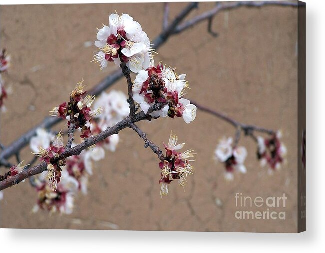 Trees Acrylic Print featuring the photograph Spring Promises by Dorrene BrownButterfield