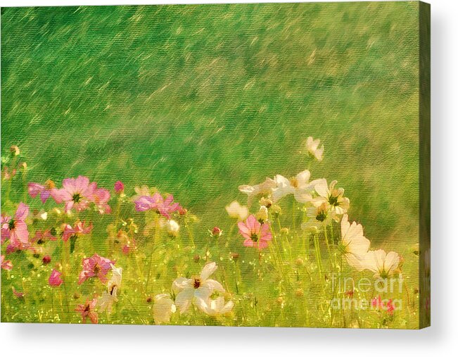 Beautiful Acrylic Print featuring the photograph Spring Rain by Darren Fisher