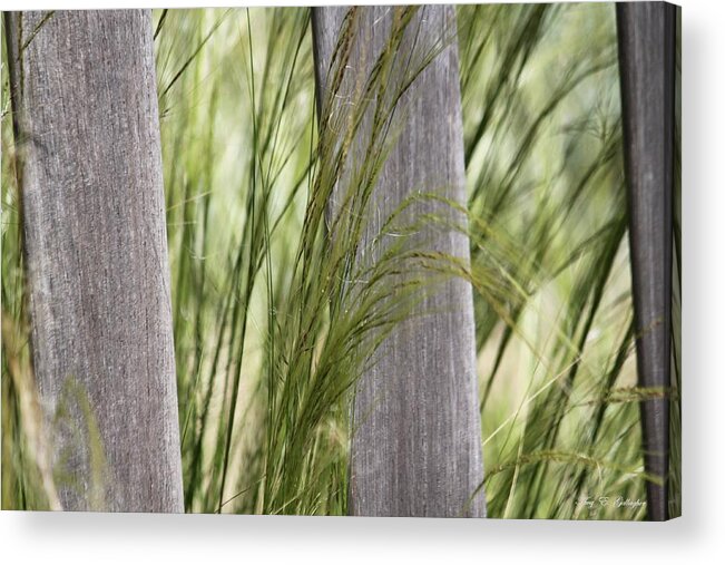 Spring Acrylic Print featuring the photograph Spring Time In The Meadow by Amy Gallagher