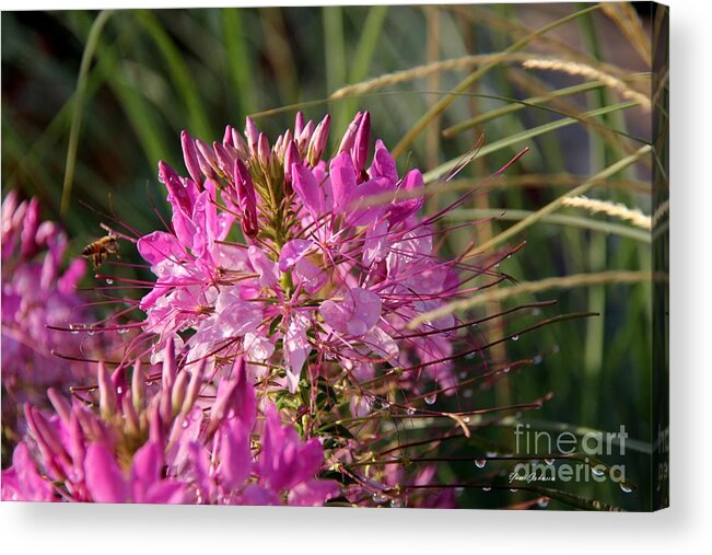 Sprinkler Acrylic Print featuring the photograph Sprinkler by Yumi Johnson