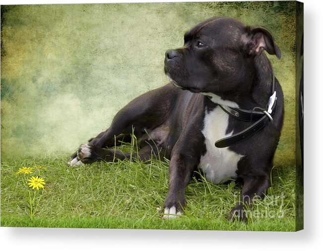 Dog Acrylic Print featuring the photograph Staffie Dog Portrait by Ethiriel Photography