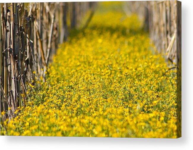 Yellow Acrylic Print featuring the photograph Stalks and Sunshine by Karen Wagner