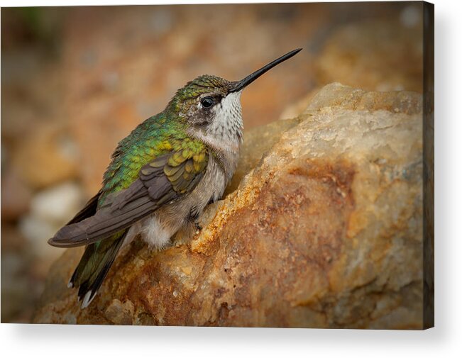 Animal Acrylic Print featuring the photograph Still Hummer by Joye Ardyn Durham