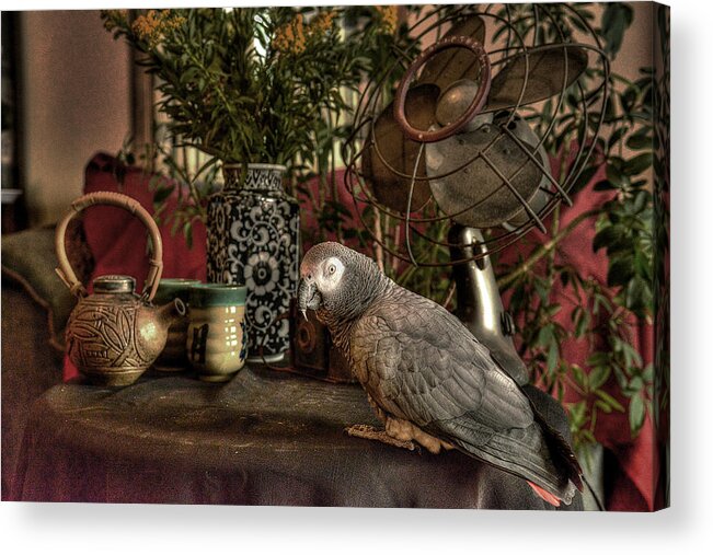 Still Life With Rosie Acrylic Print featuring the photograph Still Life with Rosie by William Fields