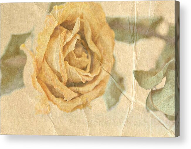 Rose Acrylic Print featuring the photograph Still With You by Deborah Hall Barry