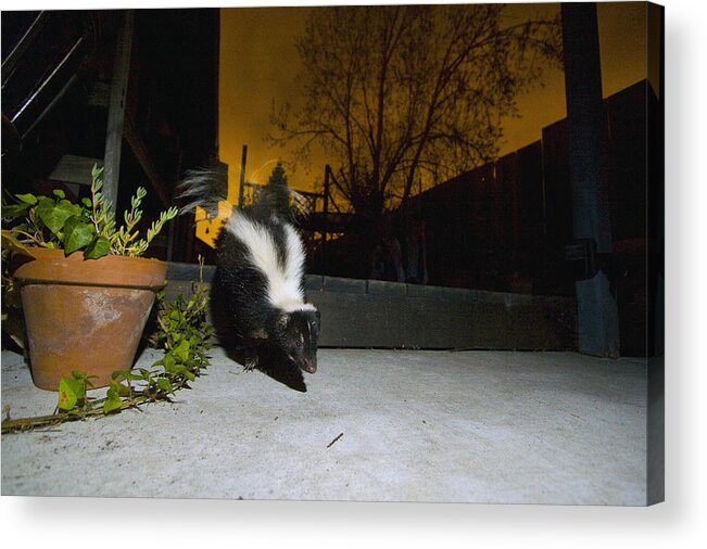 00442994 Acrylic Print featuring the photograph Striped Skunk In Backyard At Night by Sebastian Kennerknecht