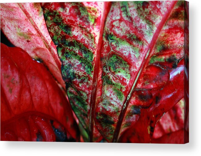 Crotons Acrylic Print featuring the photograph Study of the Croton 2 by Jennifer Bright Burr