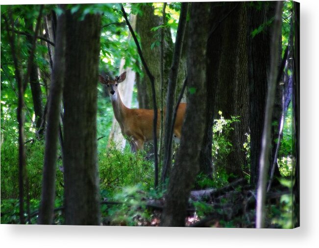 Hovind Acrylic Print featuring the photograph Summer Buck 1 by Scott Hovind