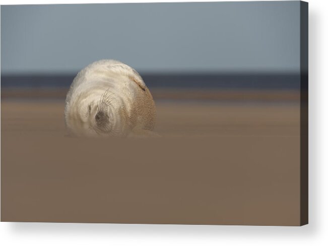 Cute Acrylic Print featuring the photograph Sun Sea and Sand by Andy Astbury