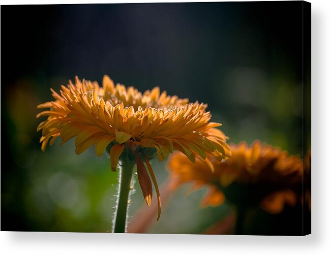 Flower Acrylic Print featuring the photograph Sunday Morning by Trish Tritz