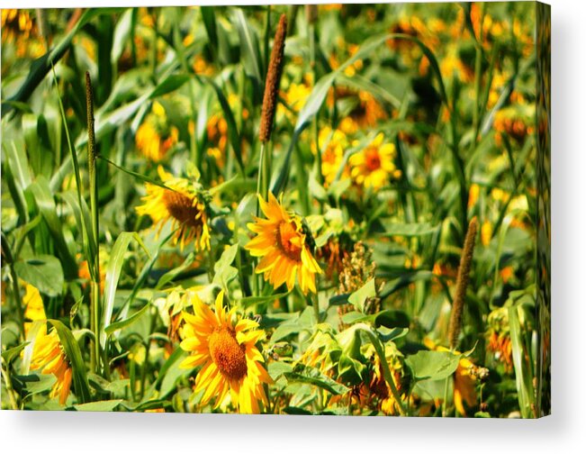 Sunflowers Acrylic Print featuring the photograph Sunflowers by Jennifer Compton