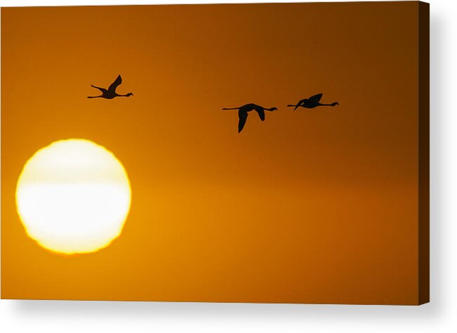 Action Acrylic Print featuring the photograph Sunset 3 by Alistair Lyne