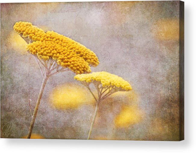 Flowers Acrylic Print featuring the photograph Sunshine Achillea by Margaret Hormann Bfa