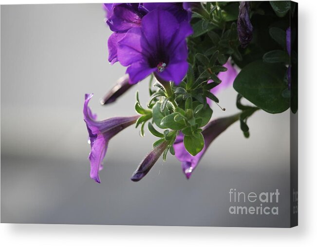 Flowers Acrylic Print featuring the photograph Sunshine Petunias by Sheri Simmons