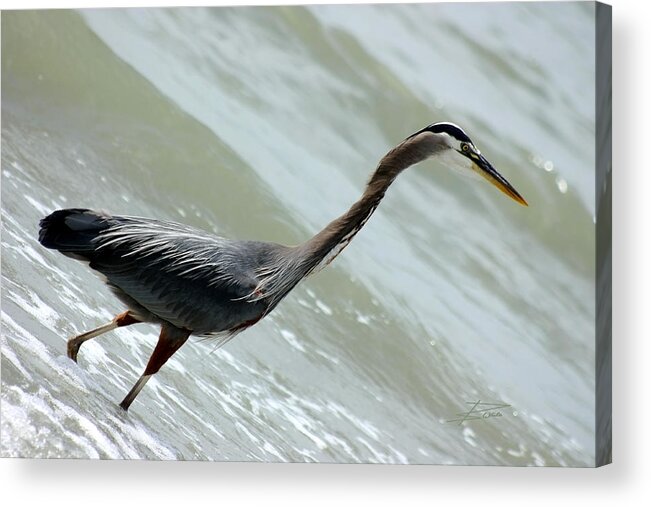 Blue+heron Acrylic Print featuring the photograph Surf Walk by Barbara White