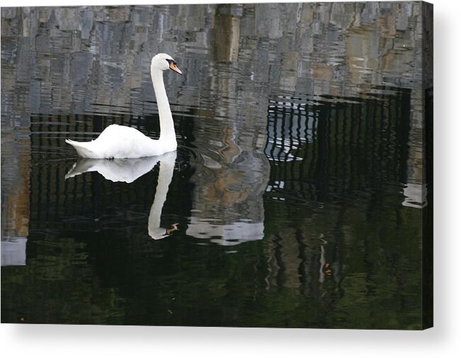 Swan Acrylic Print featuring the photograph Swan and Reflection by James Harris
