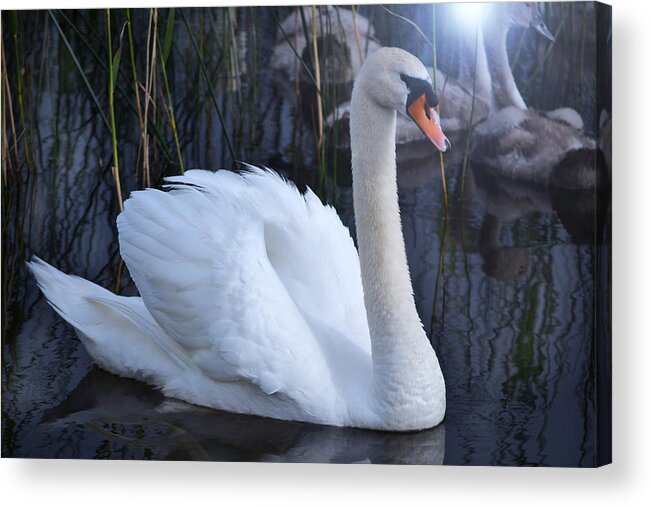 Swans Acrylic Print featuring the photograph Swan Lake. by Terence Davis