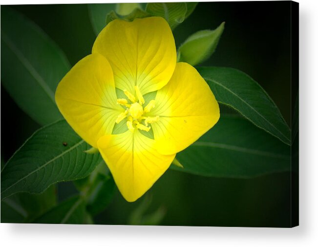 Flower Acrylic Print featuring the photograph Symmetry by David Weeks
